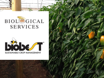 Australian growers to benefit from the global resources of new Biological Services shareholder, Biobest 