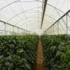 Basil bankers in low wire capsicum crop