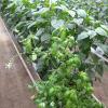 Basil bankers to help support Orius with thrips control