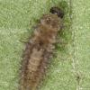 Lindorus lophanthae larva