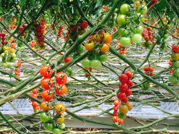 Greenhouse tomato grower gives thumbs up to using IPM to control whitefly