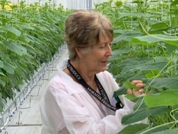 Field-work unearths a past discovery and a promising new weapon against thrips, whiteflies and mites for Australian growers