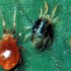 Adult Persimilis and adult two spotted mite with predators and preys eggs