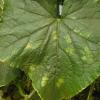 Early signs of two spot damage on cucumber leaf
