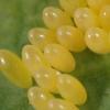 Hippodamia variegata eggs