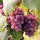 Table Grapes