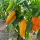 Greenhouse Capsicums